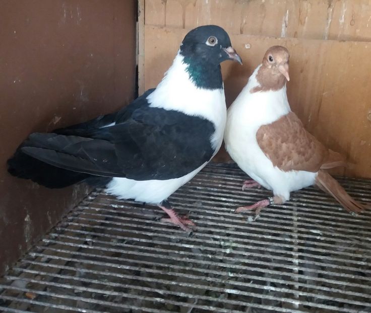 20190406_133152-1 - STRASSER