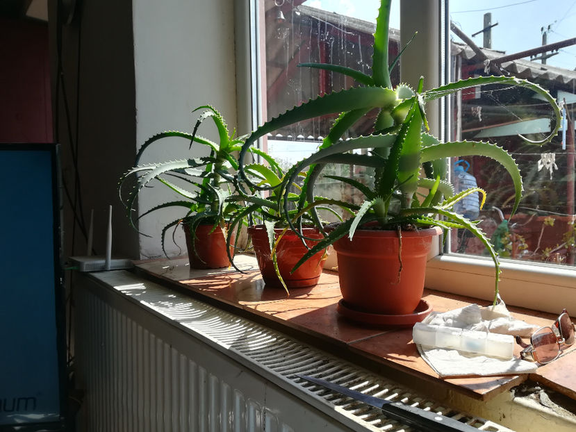 ALOE VERA - FLORILE MELE