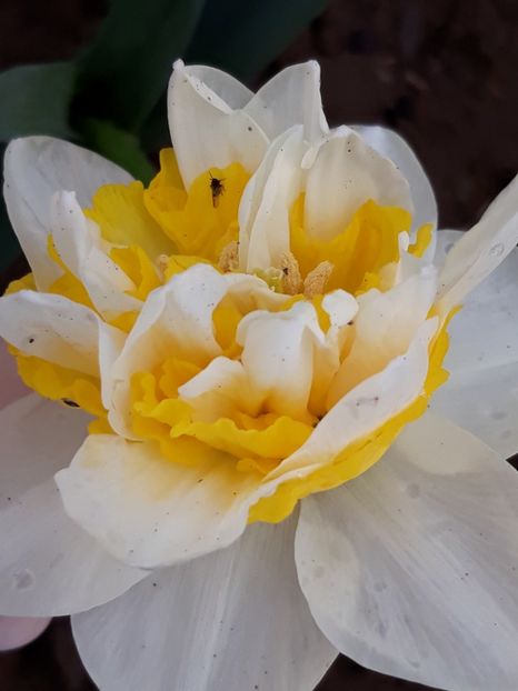 20190419_183657(0) - Narcise