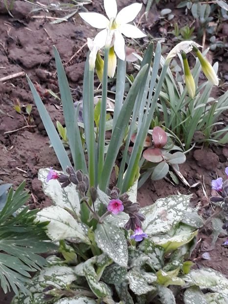  - Primavara 2019-2022