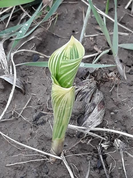  - Primavara 2019-2022