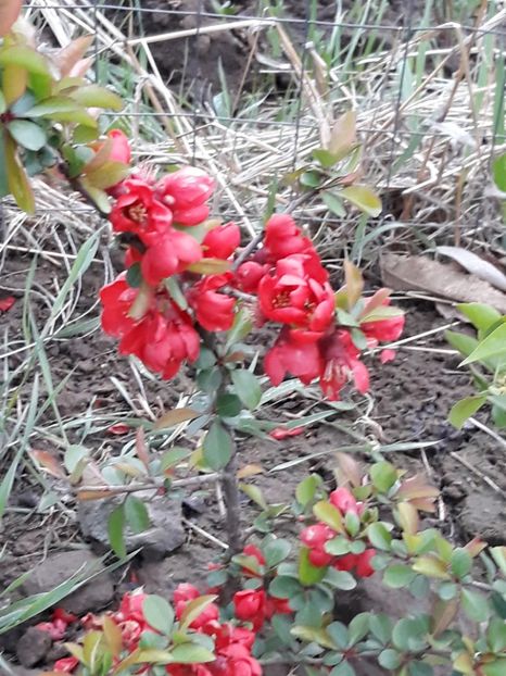  - Primavara 2019-2022