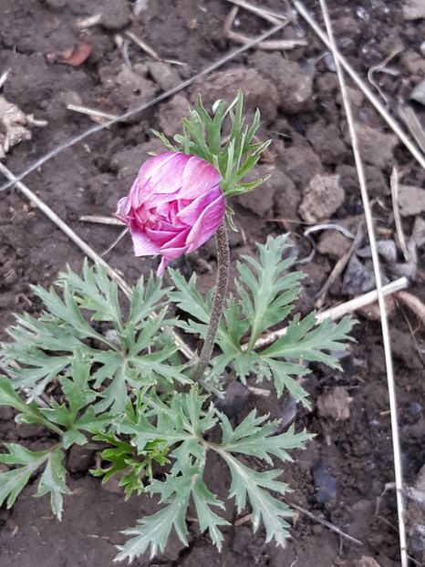  - Primavara 2019-2022