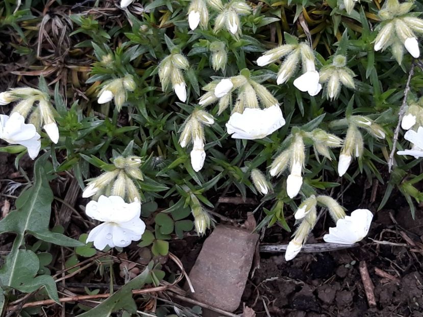  - Primavara 2019-2022