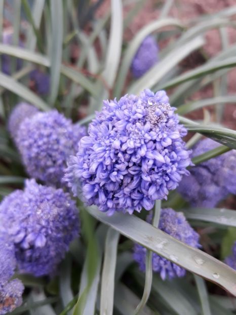  - Primavara 2019-2022