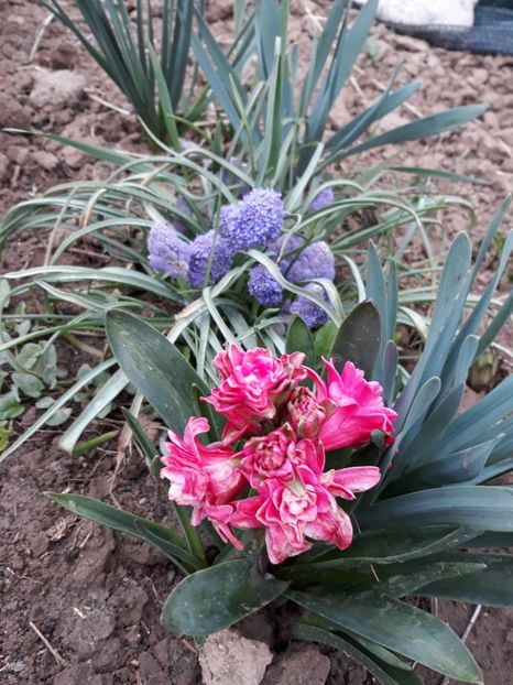  - Primavara 2019-2022