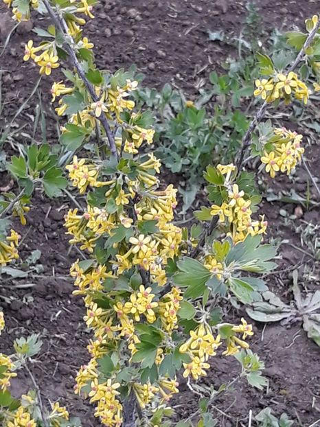  - Primavara 2019-2022