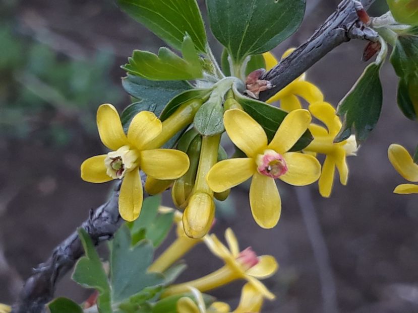  - Primavara 2019-2022