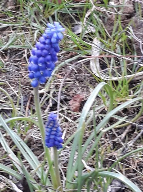  - Primavara 2019-2022