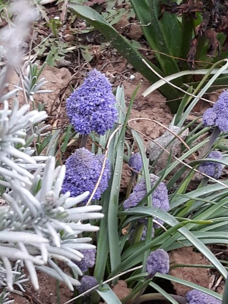  - Primavara 2019-2022