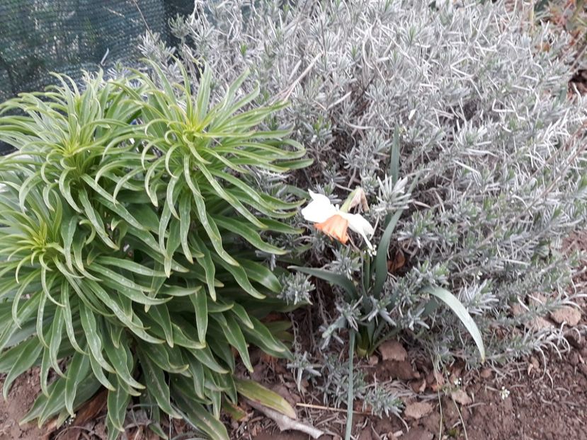  - Primavara 2019-2022