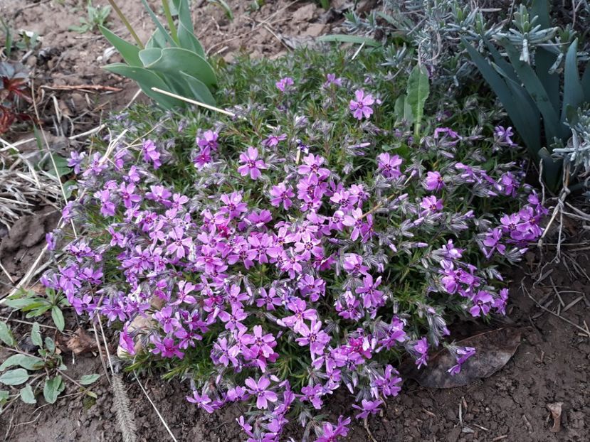  - Primavara 2019-2022