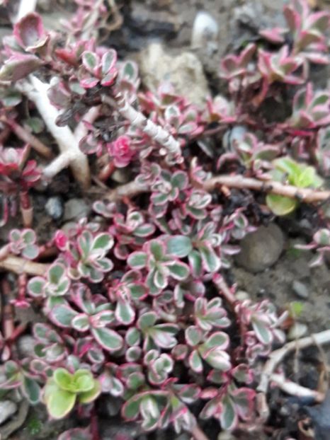  - Sedum