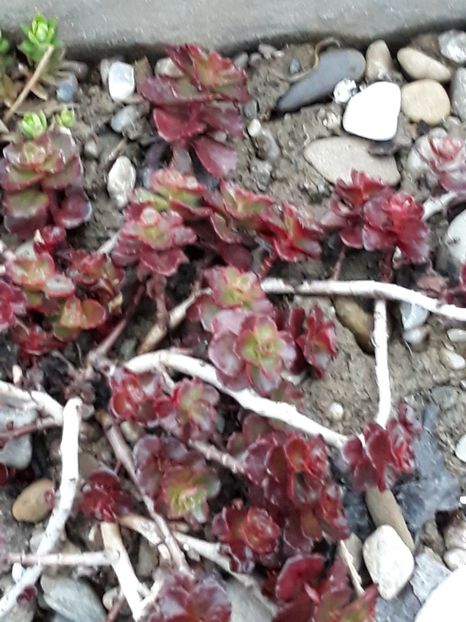  - Sedum