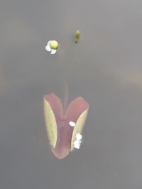 Primul nufar galven - Mini-iaz sau pur si simplu balta noastra