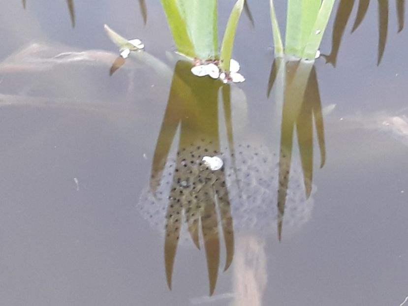 Ouă de broasca raioasa - Mini-iaz sau pur si simplu balta noastra