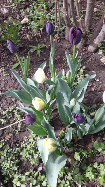  - Gradina primavara 2019
