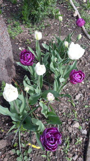  - Gradina primavara 2019