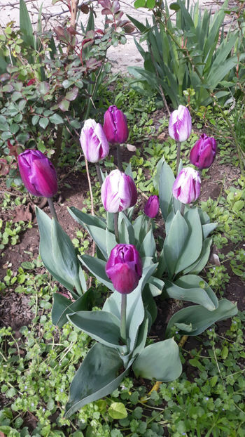  - Gradina primavara 2019