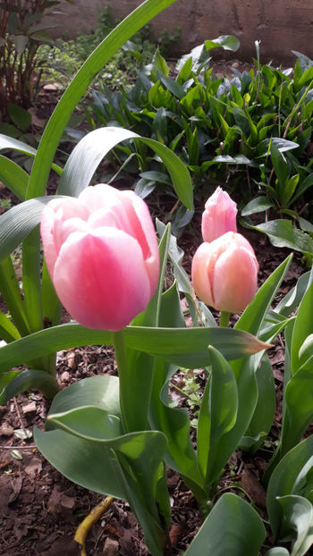  - Gradina primavara 2019