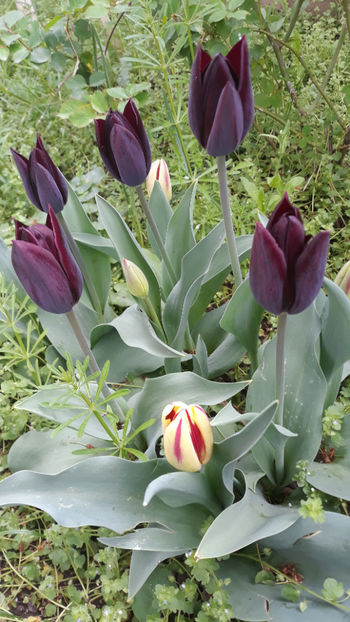  - Gradina primavara 2019