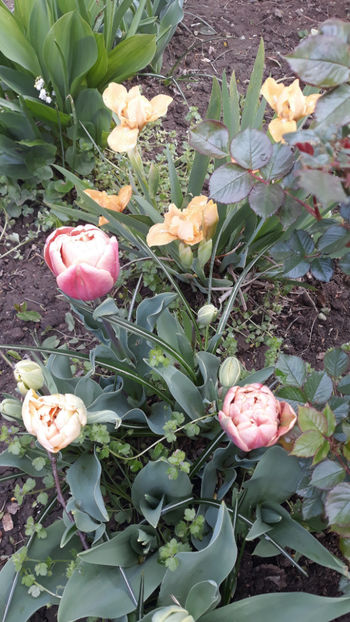  - Gradina primavara 2019