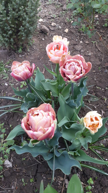  - Gradina primavara 2019