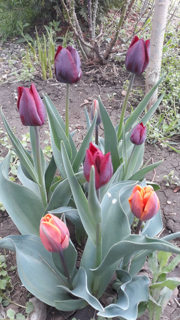  - Gradina primavara 2019
