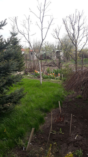  - Gradina primavara 2019