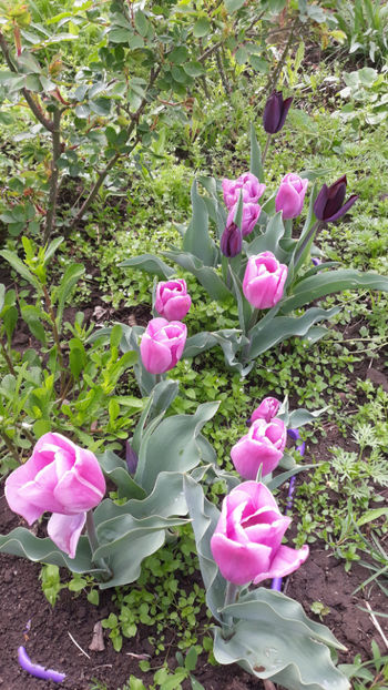  - Gradina primavara 2019