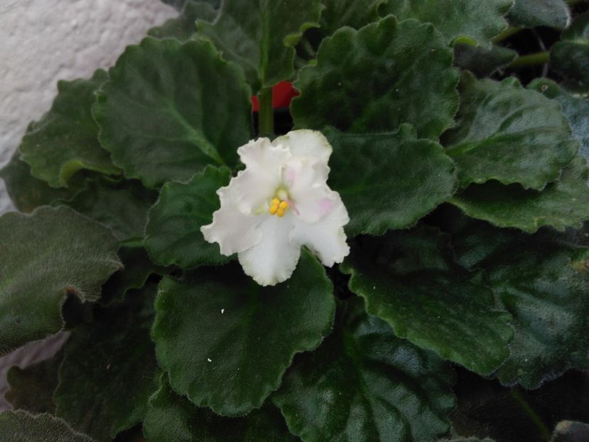 20 aprilie 2019 - ZZZ____My sensation