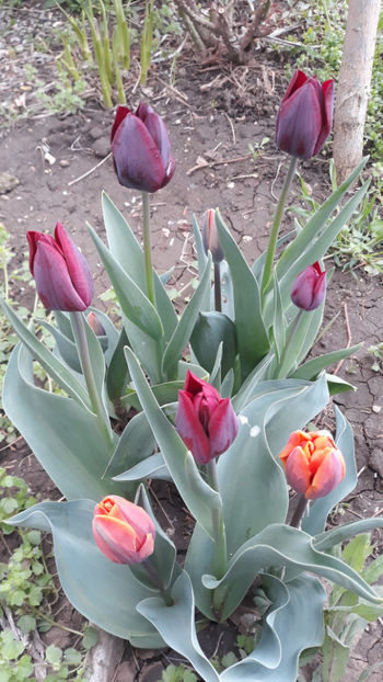  - Gradina primavara 2019