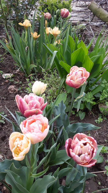  - Gradina primavara 2019