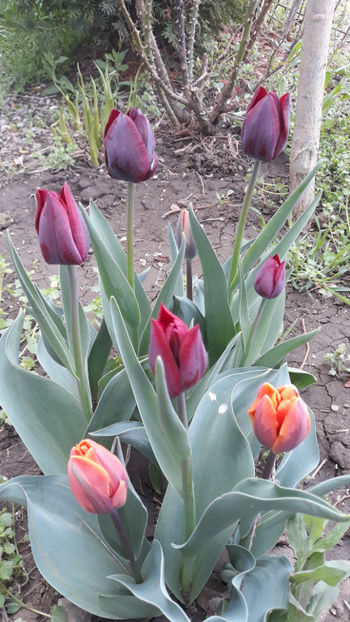  - Gradina primavara 2019