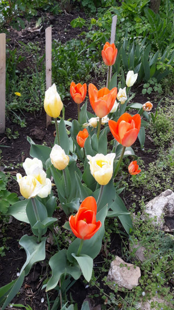  - Gradina primavara 2019