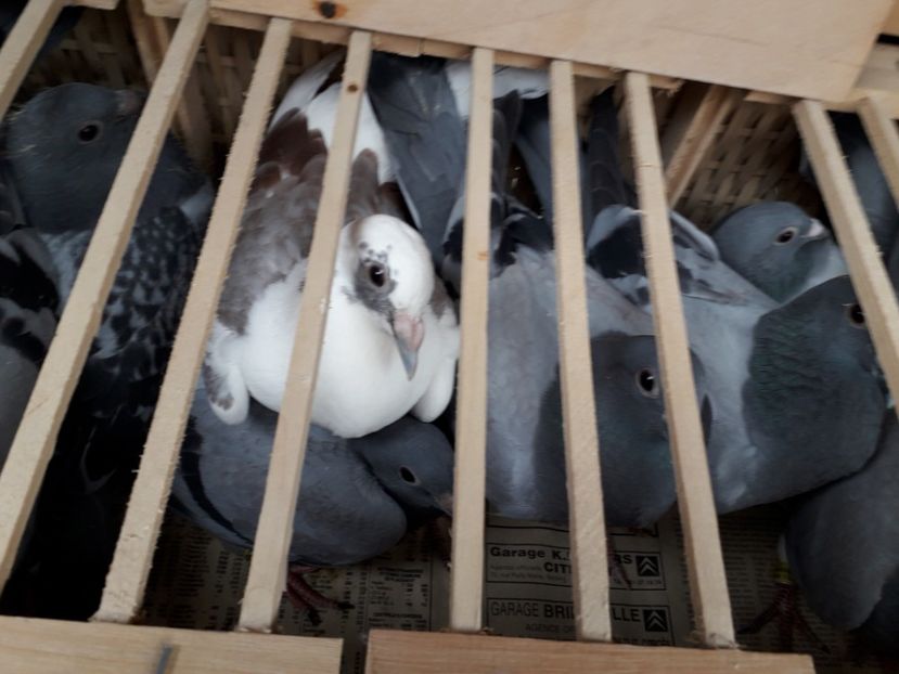  - 2019 Columbodrom Int Brasov