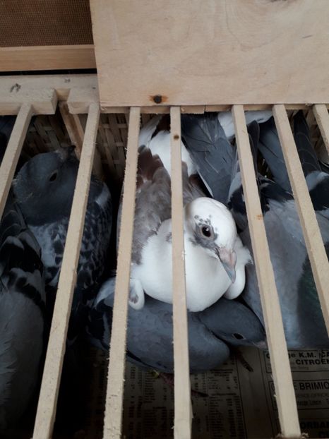  - 2019 Columbodrom Int Brasov