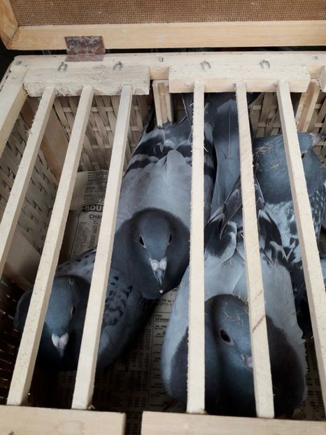  - 2019 Columbodrom Int Brasov