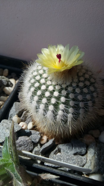 20.04.2019 - Notocactus haselbergii