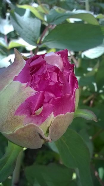 Dao Jin - Gradina 2019