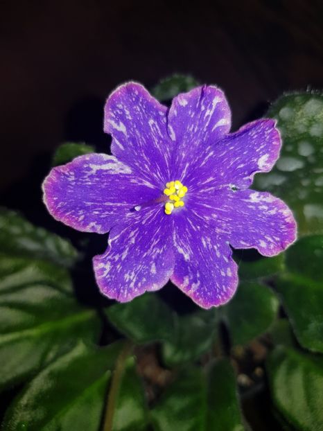  - ND - Ural Gems