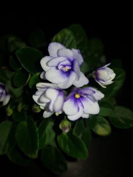  - Optimara Little Moonstone