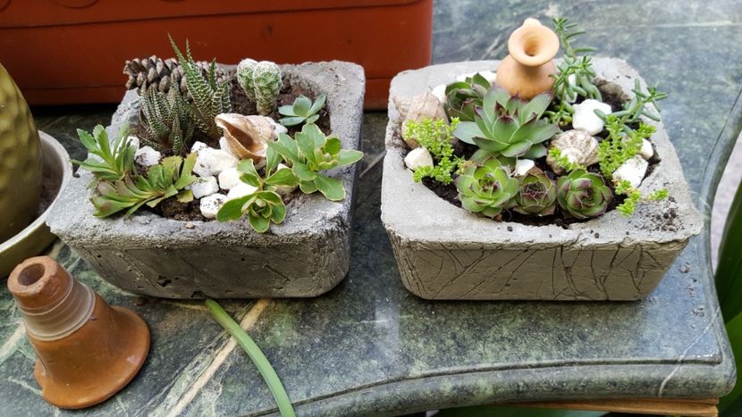  - Suculente si cactusi 2018 - 2019
