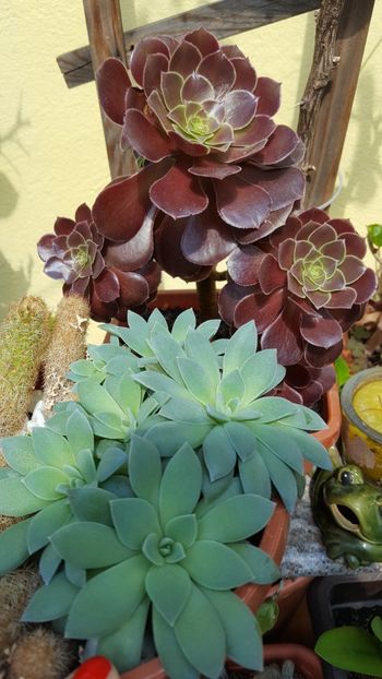  - Suculente si cactusi 2018 - 2019