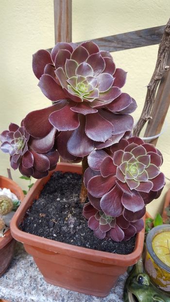  - Suculente si cactusi 2018 - 2019