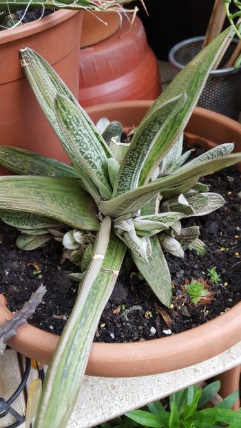  - Suculente si cactusi 2018 - 2019