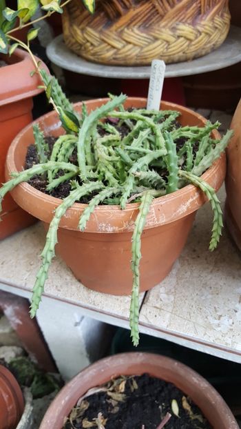  - Suculente si cactusi 2018 - 2019
