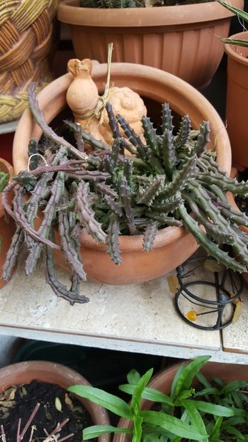  - Suculente si cactusi 2018 - 2019