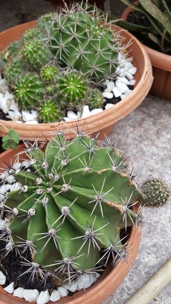  - Suculente si cactusi 2018 - 2019