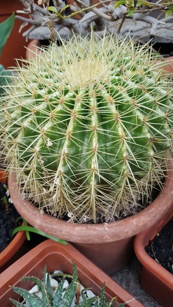 - Suculente si cactusi 2018 - 2019